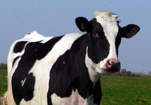 Холмогорская порода коров: описание, характеристики и продуктивность