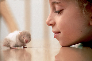 Уход за хомяком в домашних условиях: советы для начинающих