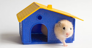 Жилище хомяка