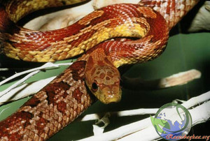 Маисовый полоз в домашних условиях