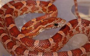 Описание змеи 