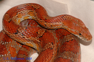 Маисовый полоз: уход, содержание, плюсы и минусы в домашних условиях