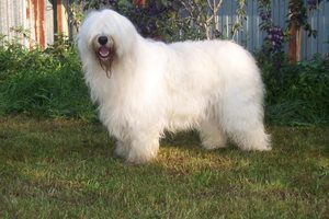 Южнорусская овчарка: описание породы, характер и уход