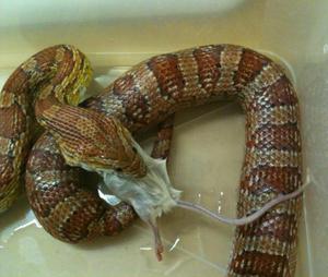 Как кормить маисового полоза