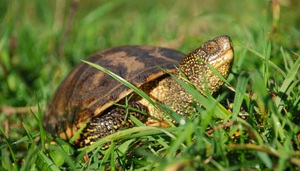 Рацион речной черепахи: что и как часто кормить дома