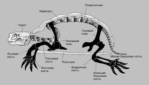 Особенности строения скелета черепахи: уникальная анатомия панциря