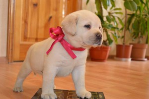 Правильное кормление лабрадора: рацион и советы для здоровья