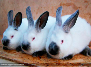 Калифорнийский кролик: описание породы, уход и содержание