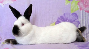 Домашнее содержание кроликов калифорнийцев