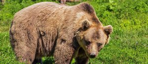 Как быстро умеет бегать бурый медведь