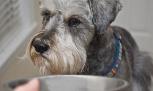 Почему собака не ест: основные проблемы и их решение        