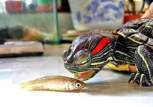 Морская черепаха