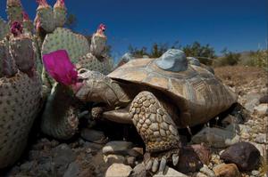 Пища черепахи на воле