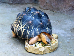 Взрослая черепаха