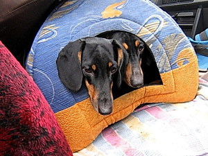 Собачья будка своими руками: пошаговая инструкция и советы