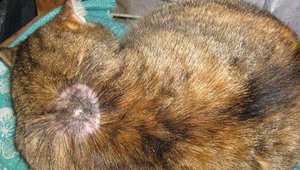 Лишай у кота