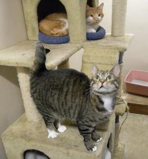 Для чего нужно стерилизовать кошек