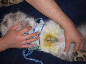 Как происходит стерилизация кошек