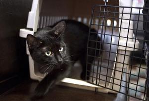 В каком возрасте стерилизовать кошку: сроки и рекомендации ветеринара