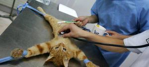 Когда лучше стерилизовать кошку