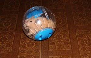 Хомяк в шаре на прогулке