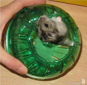 Прогулочный шар – зачем он хомяку