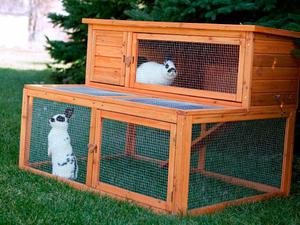 Уход за декоративным кроликом: советы для здорового питомца