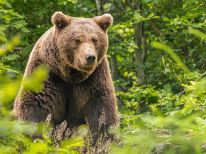 Чем питаются бурые хищники
