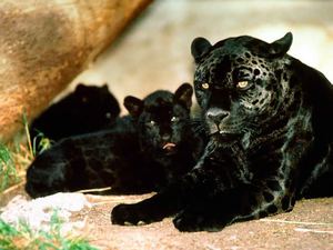 Где обитают пантеры