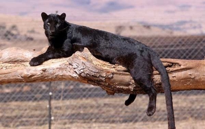 Чёрная пантера: где живёт и как выглядит редкий хищник