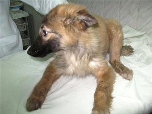 Чумка у собак: симптомы, лечение и первые признаки болезни