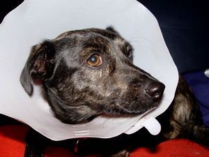 Чумка у собак: признаки, симптомы, лечение