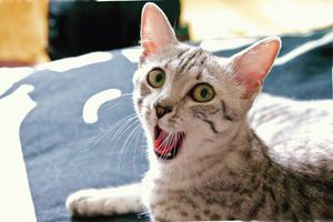 Порода Египетская мау