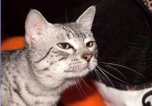 Порода кошки Египетская мау