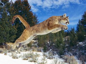 Пума: описание, внешность, ареал обитания и интересные факты