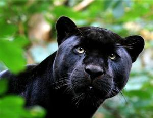 Пума черного цвета