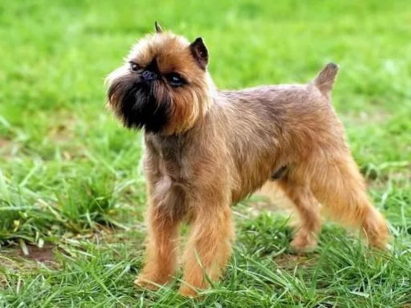 Порода собаки грифон Маленькая собака породы грифон