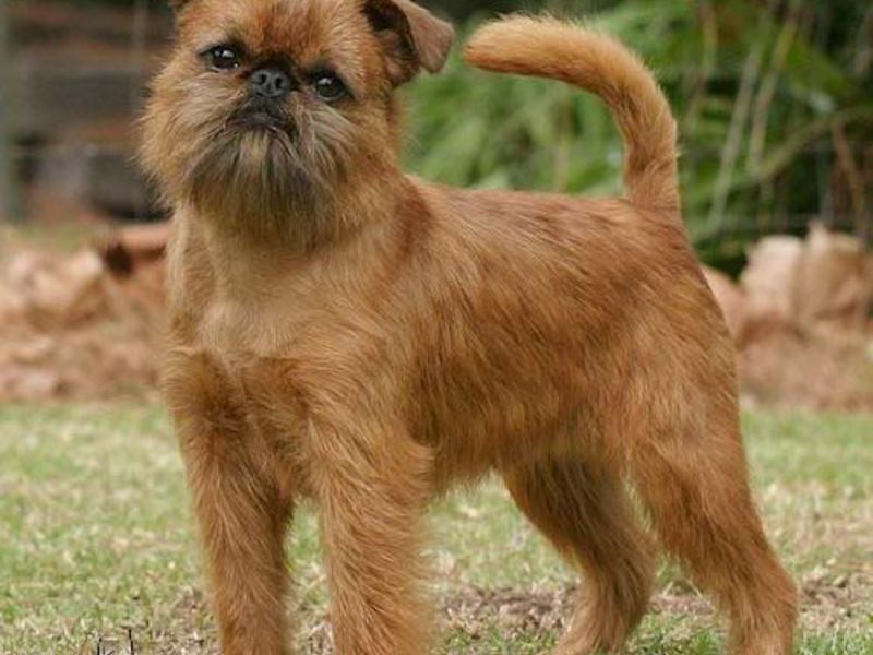 Маленькая собака Гриффон Бельгийский