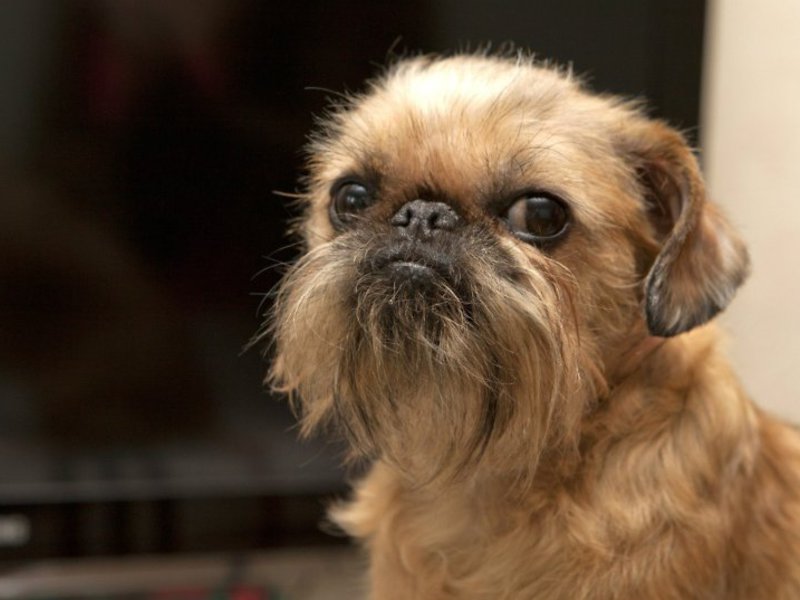 Идеальный питомец Питомец породы грифон