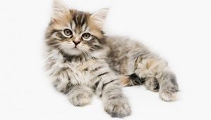 Вес Мейн Куна