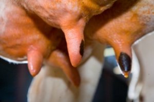 Как лечить мастит у коров