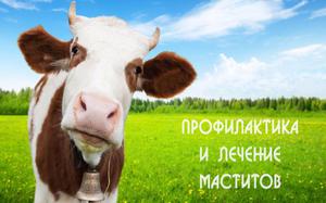 Проявление мастита у коров