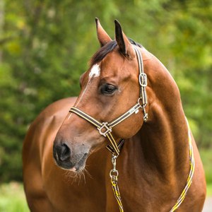 Как сделать уздечку и недоуздок для лошади своими руками