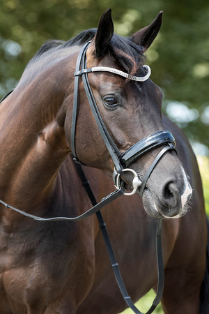 Узда для лошади своими руками