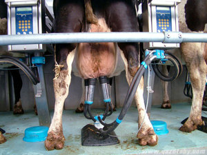 Продуктивныть коров