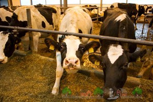 Сколько молока дает корова в сутки