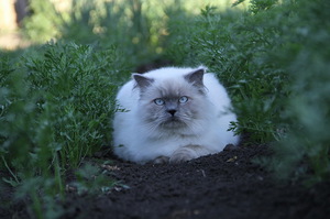 Уход за шерстью гималайской кошки