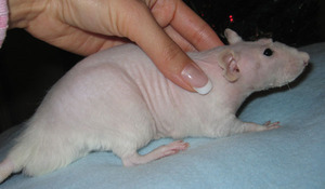  Крыс мальчик 6 мес - декоративные породы