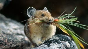 Опасность полевой мыши