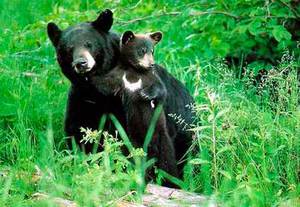 Какой образ жизни ведут медведи